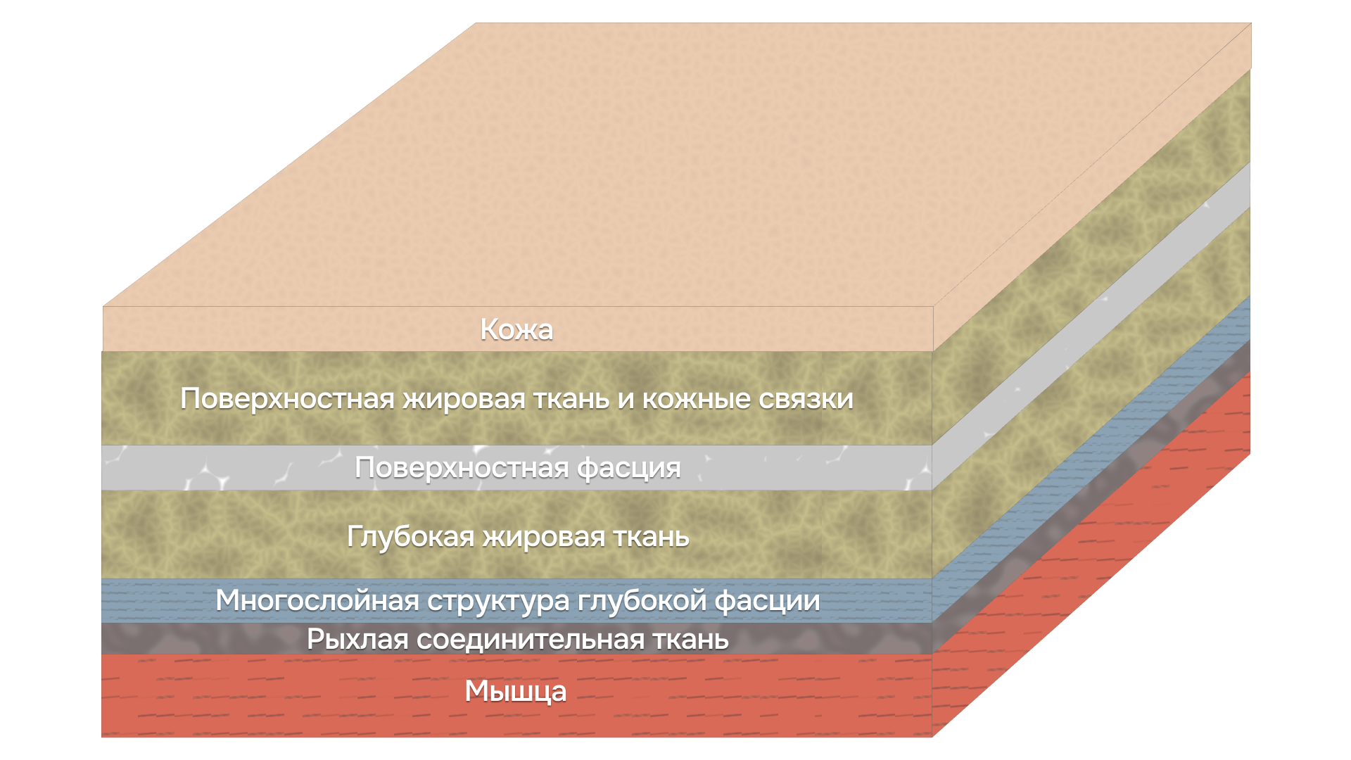 -#0010 {1920x1080}: (fascia-scheme-.png) [строение фасции]