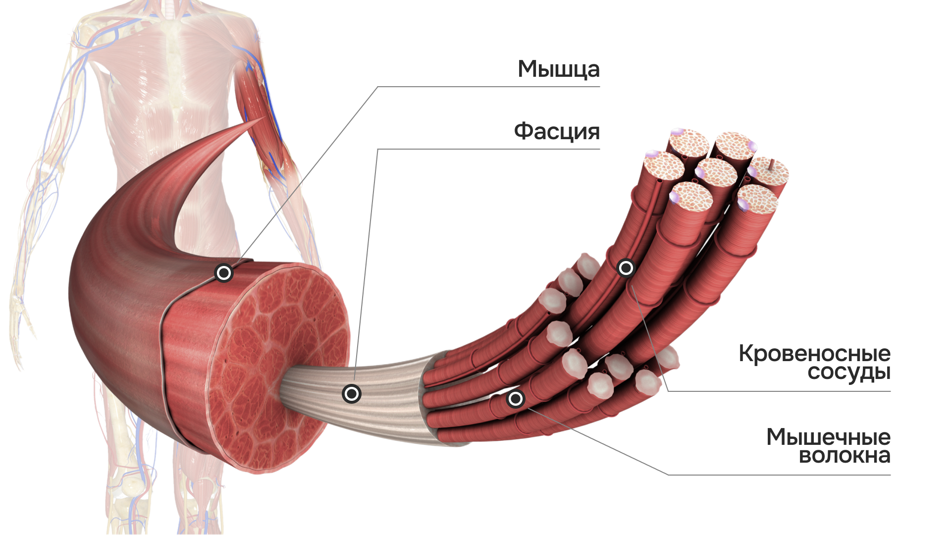 -#0020 {1920x1080}: (fascia-scheme-1.png) [строение мышцы]